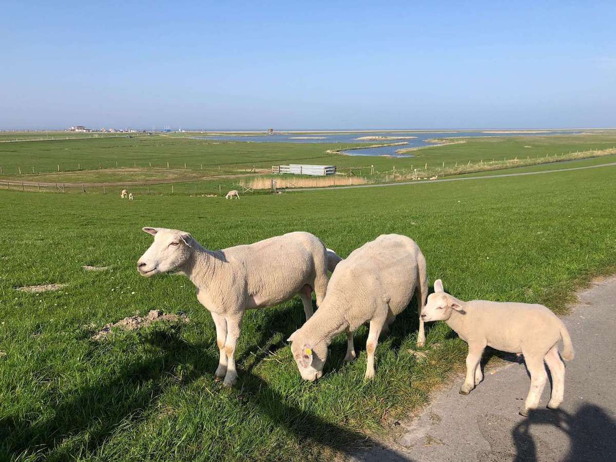 Schafe auf dem Deich von Neßmersiel mit Meer im Hintergrund